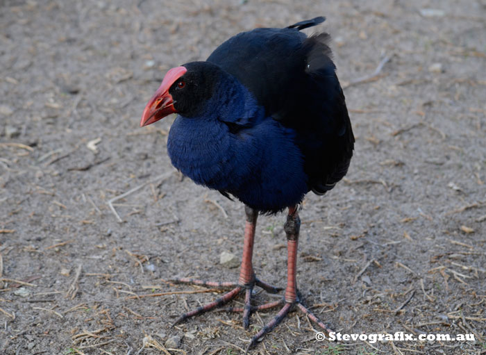 Purple Swamphen at Seaford Wetalnds, Vic